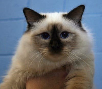 Seal-Birman-cat