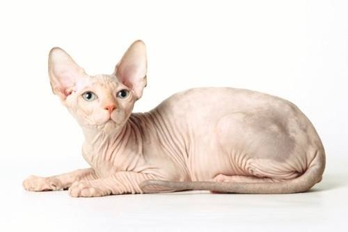 Sphynx Cat Breed Profile