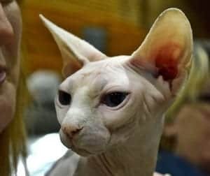 Sphynx cat photo gallery