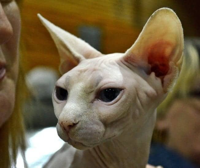 Sphynx cat photo gallery