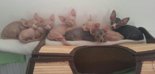 Sphynx cats and kittens