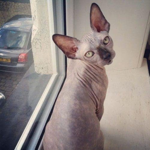 Sphynx cat