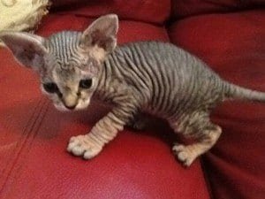 Sphynx kitten