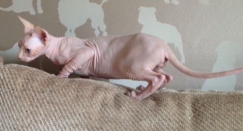 Sphynx kittens