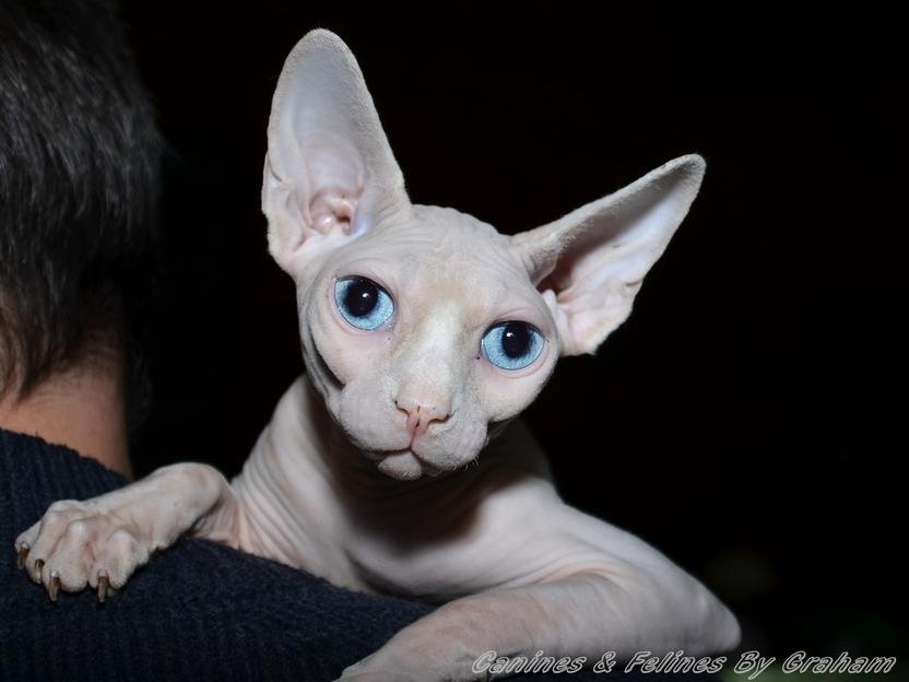 Sphynx cat