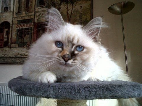 Tortie-Tabby-Birman-cat