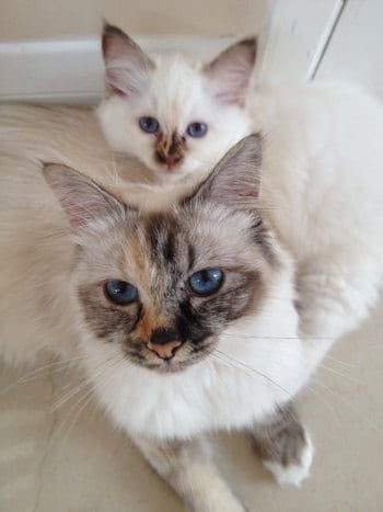 Tortie-tabby-Birman-cat-and-kitten
