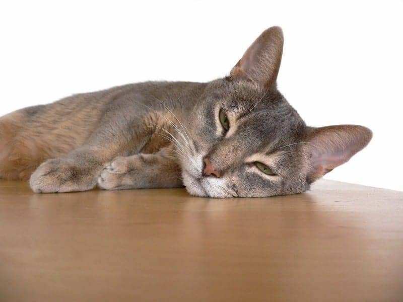 abyssinian cat (1)