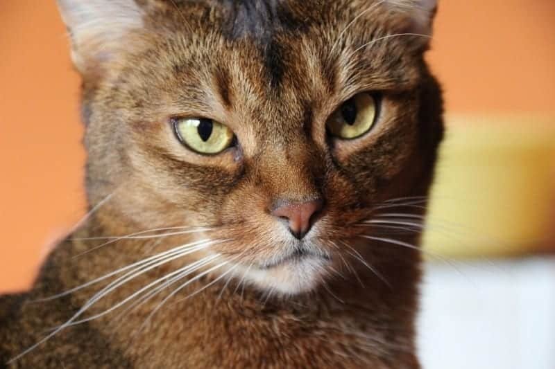 abyssinian cat (3)