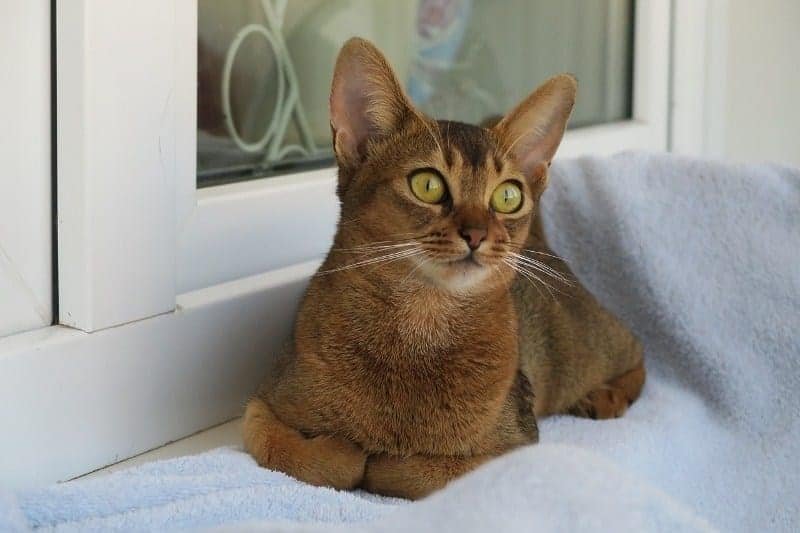 abyssinian cat (5)