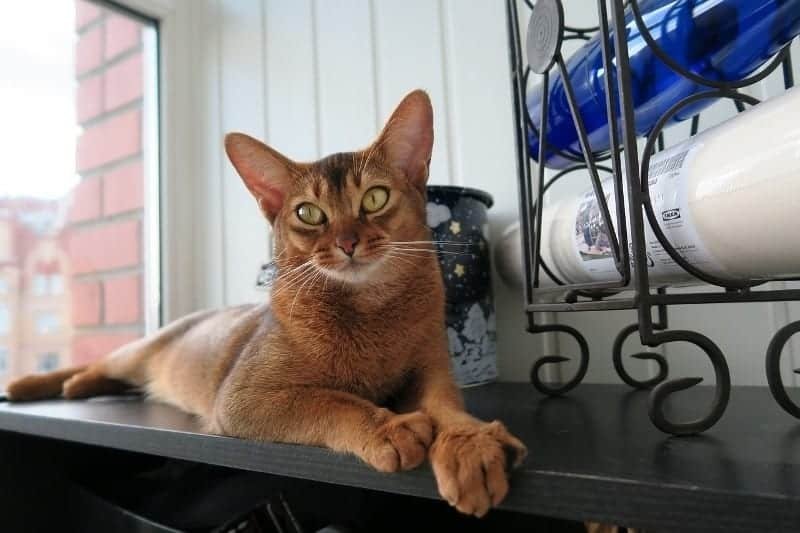 abyssinian cat (6)