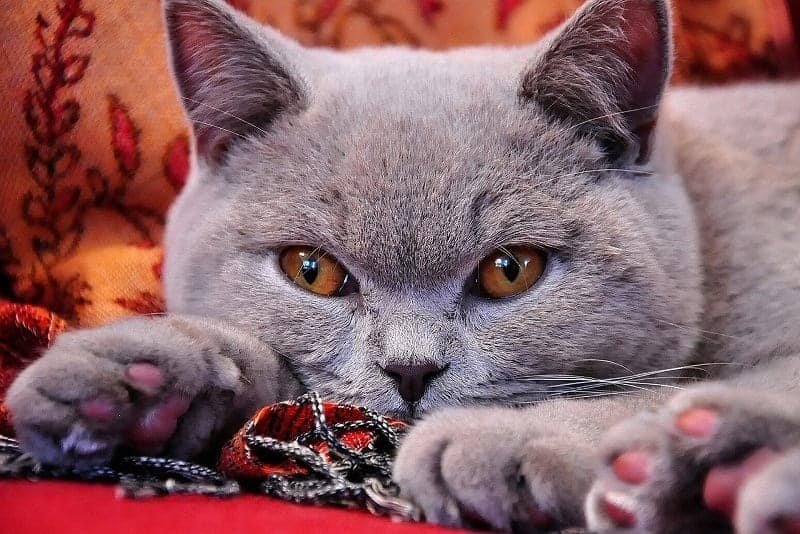 british-shorthair-972579_1920