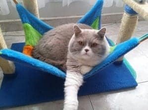 Lilac Bicolour British Shorthair