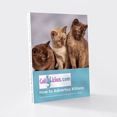 How to advertise kittens