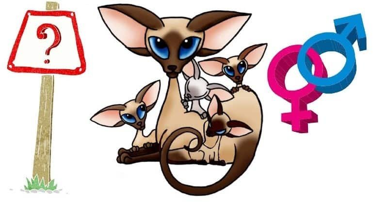 how to tell if a kitten is a boy or a girl