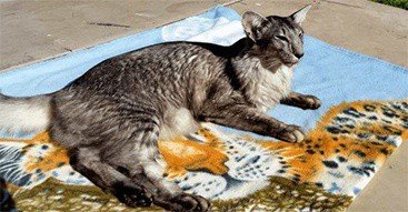 Oriental Cat Breed Profile