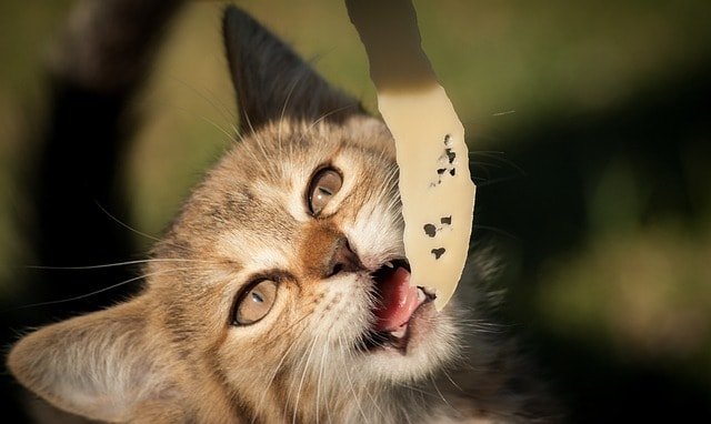 Can Cats Eat Cheese