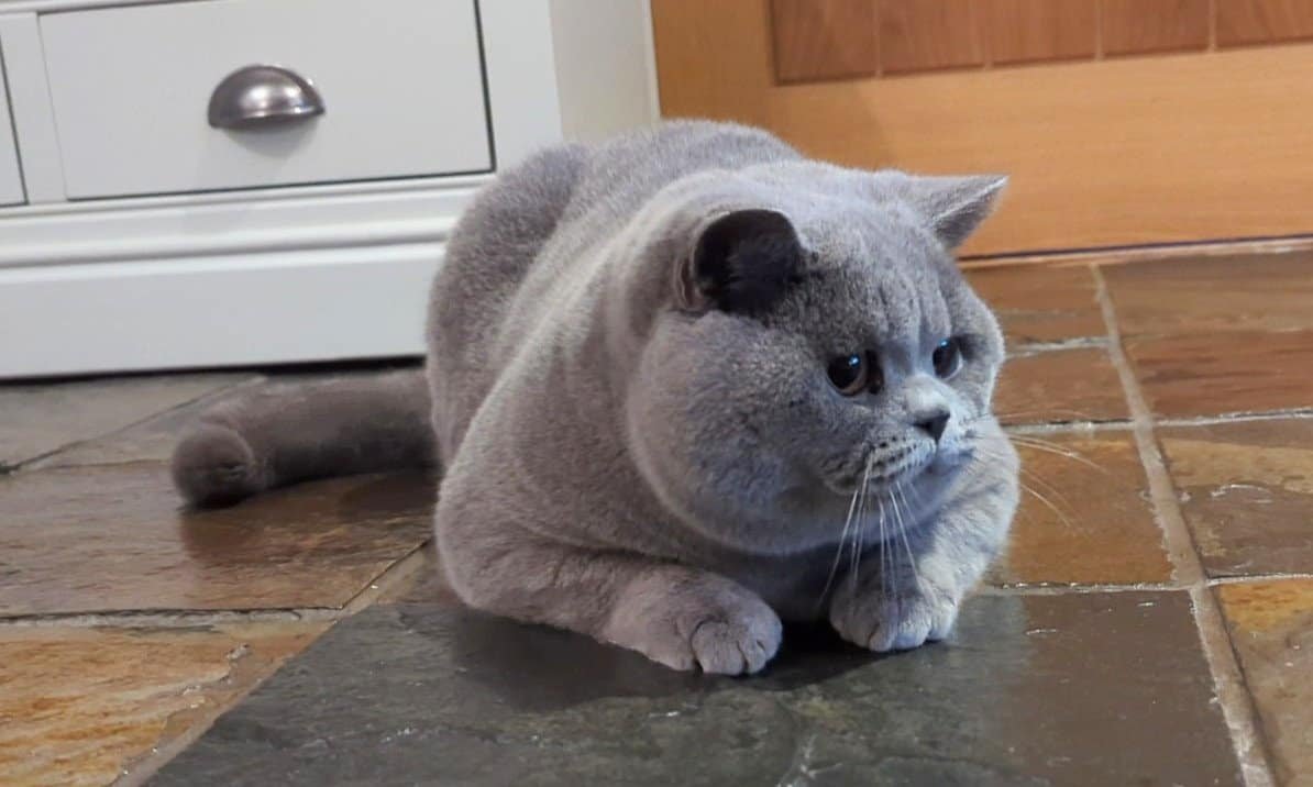 Blue British Shorthair Blue British Shorthair