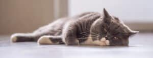 British Shorthair Behaviour Myths