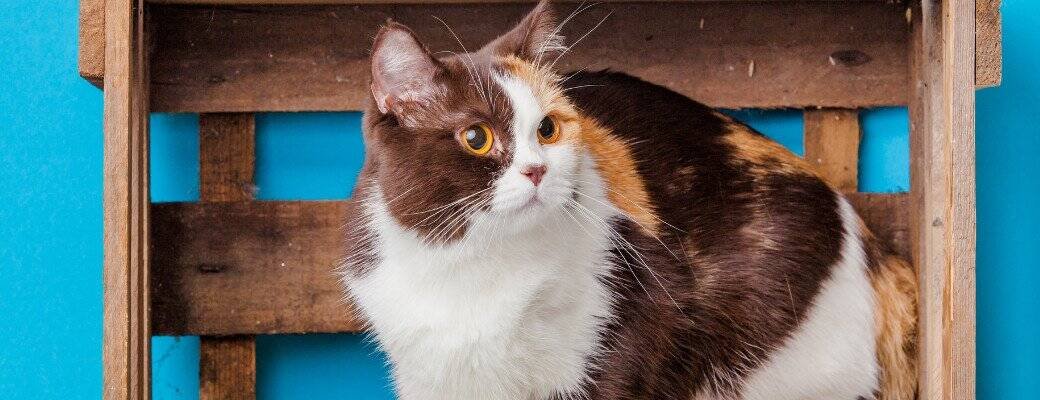 British Shorthair Colours and Patterns Should I get a companion for my British Shorthair