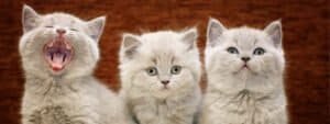British Shorthair Development