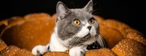 British Shorthair Independence