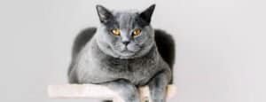 British Shorthair Neutering