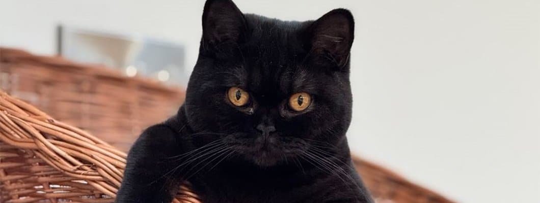 British Shorthair Personality British Shorthair vocalisation