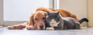 British Shorthair family pet