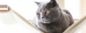 British Shorthair health
