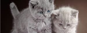 British Shorthair kitten checklist