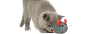 British Shorthair play