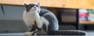 British Shorthair vocalisation