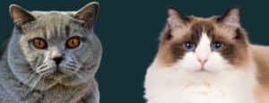 British Shorthair vs Ragdoll