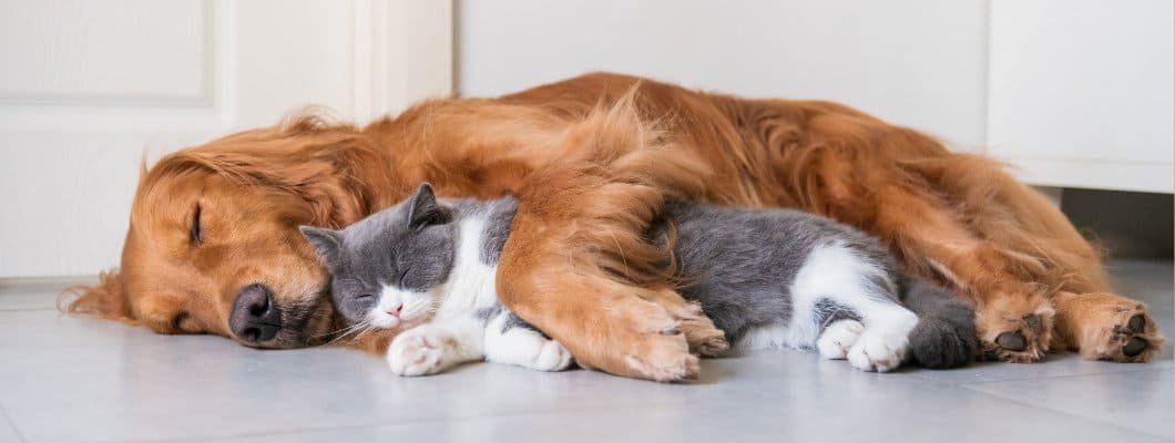British Shorthairs as Family Pets Is the British Shorthair really lazy