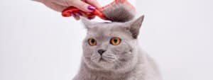 Grooming a British Shorthair