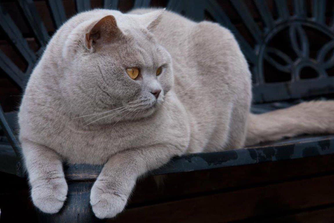 Lilac British Shorthair