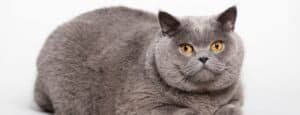 Questions to ask a British Shorthair breeder in the UK