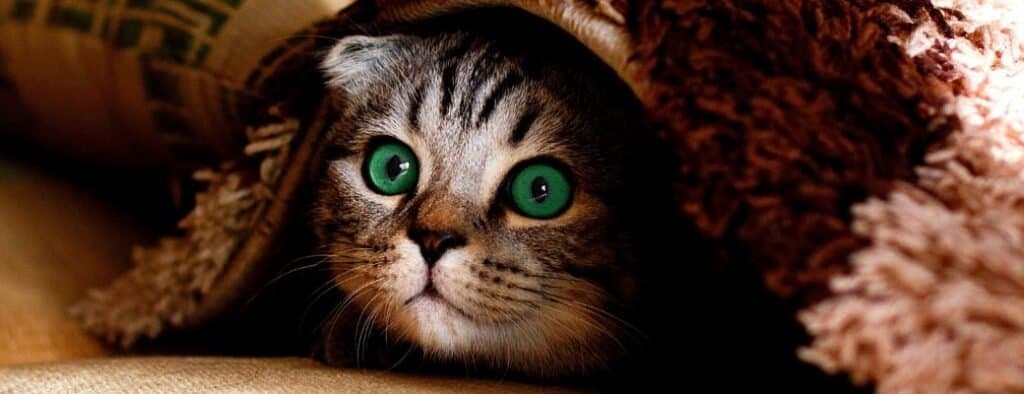 Best Litter Trays for Kittens
