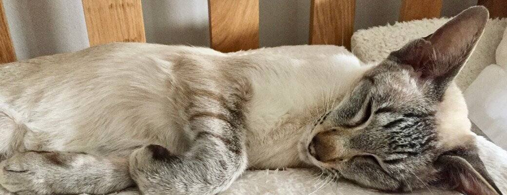 Siamese cat and working owners