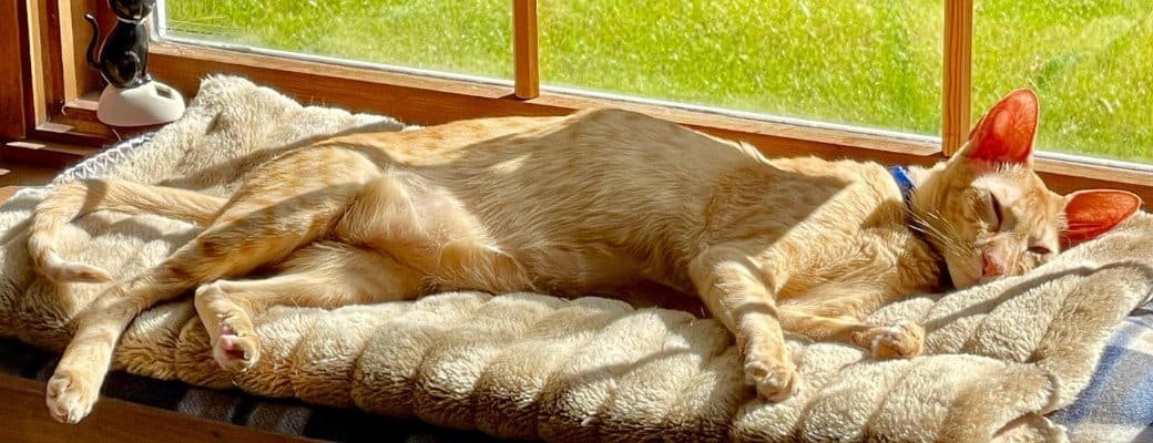 Difference between Siamese and Oriental Difference between Siamese and Oriental