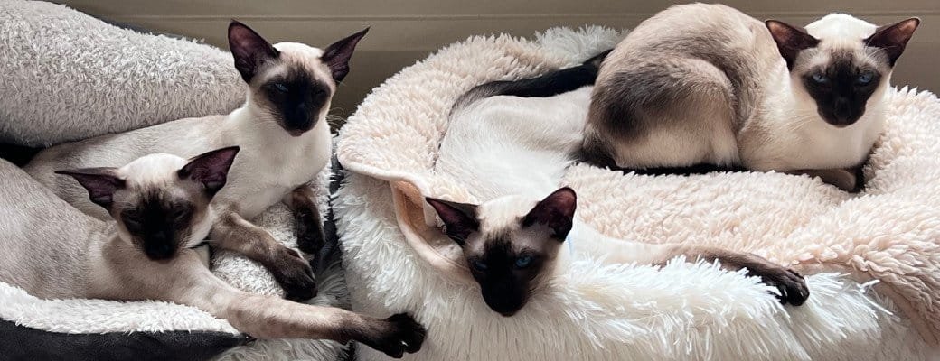 Introducing Siamese cats to companions Finding a good Siamese breeder