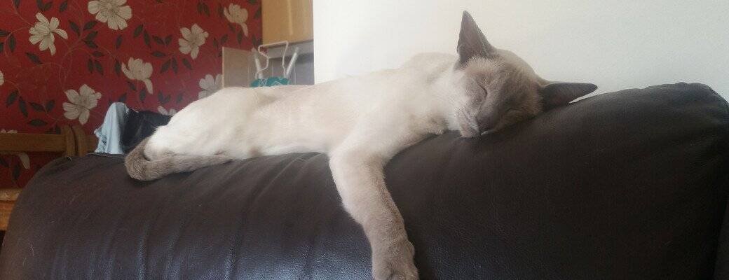 Is a Siamese a difficult breed Difference between Siamese and Oriental