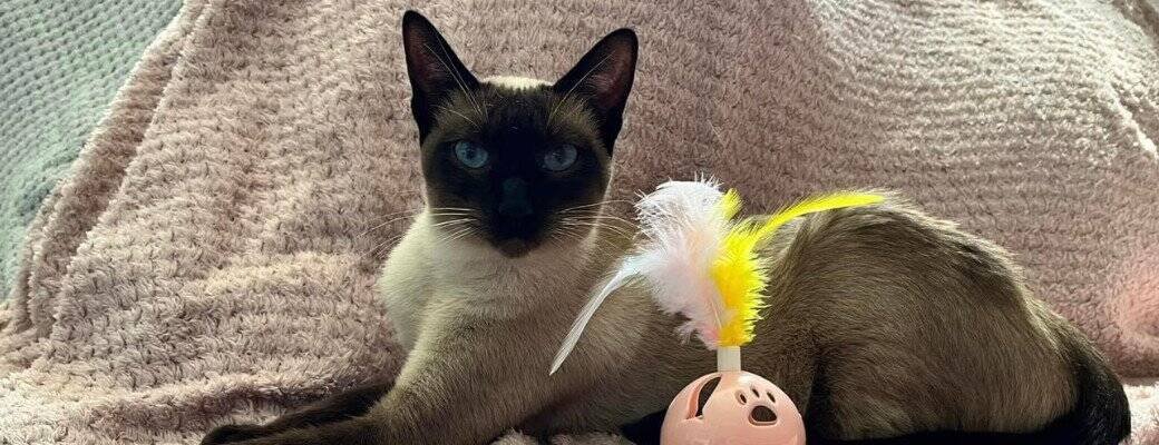 Living with a Siamese