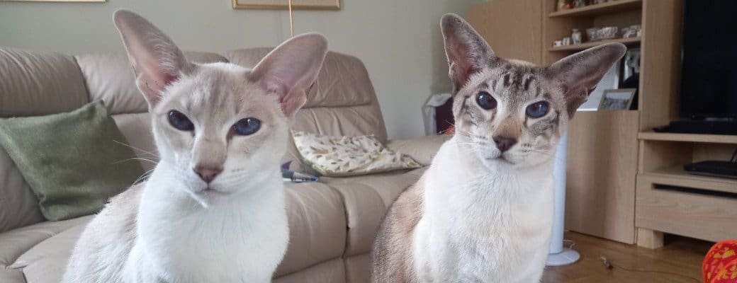 Siamese Personality Traits What to look for in a Siamese kitten breeder UK
