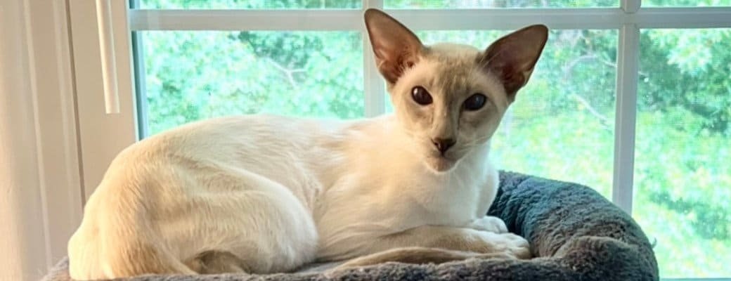 what colours do Siamese cats come in