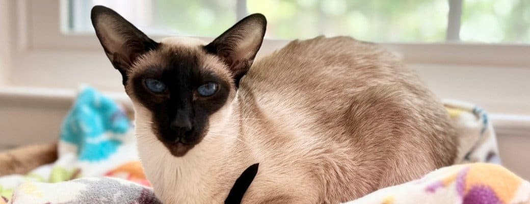 Siamese cat colour points Siamese breeders UK