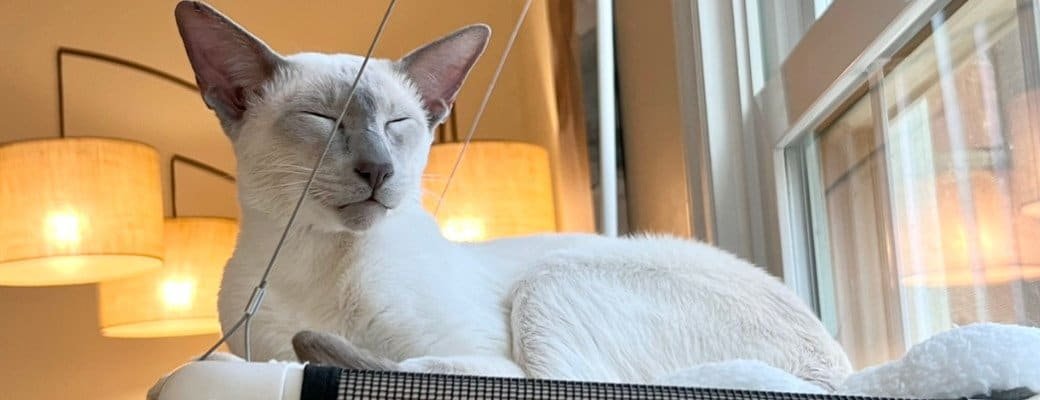Siamese kitten milestones UK