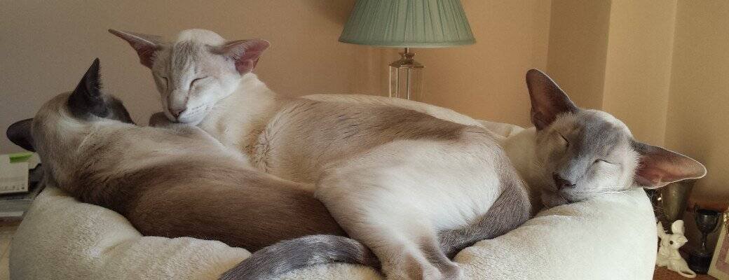 Siamese cats for busy people