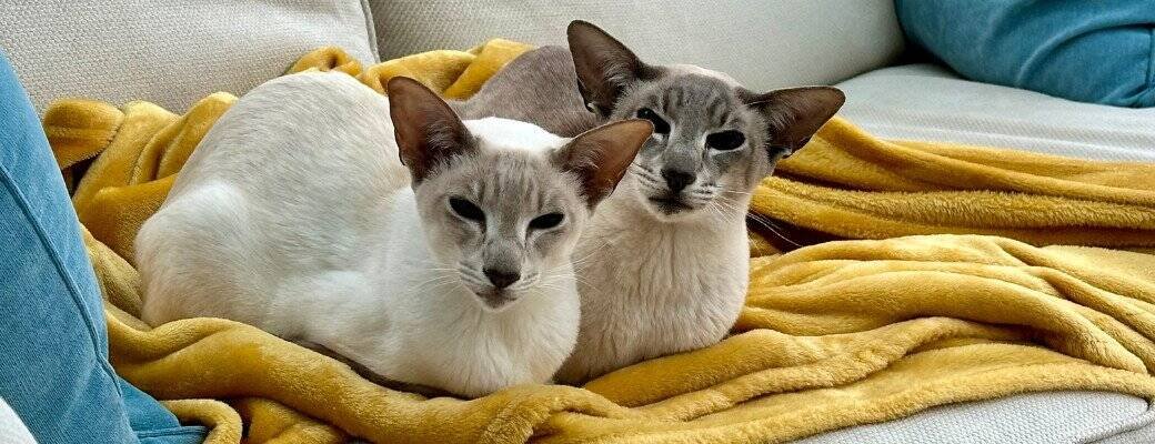 Siamese cat myths What to look for in a Siamese kitten breeder UK
